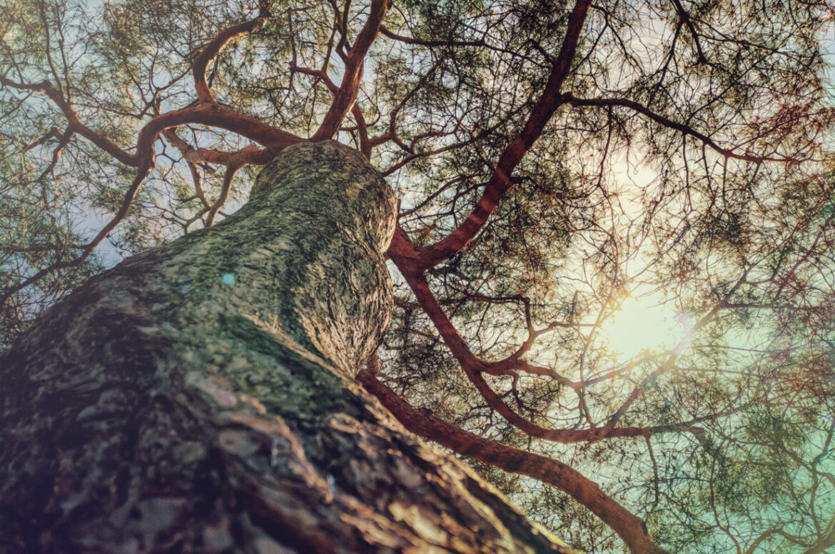 Live Oak ventures hero image of an live oak tree
