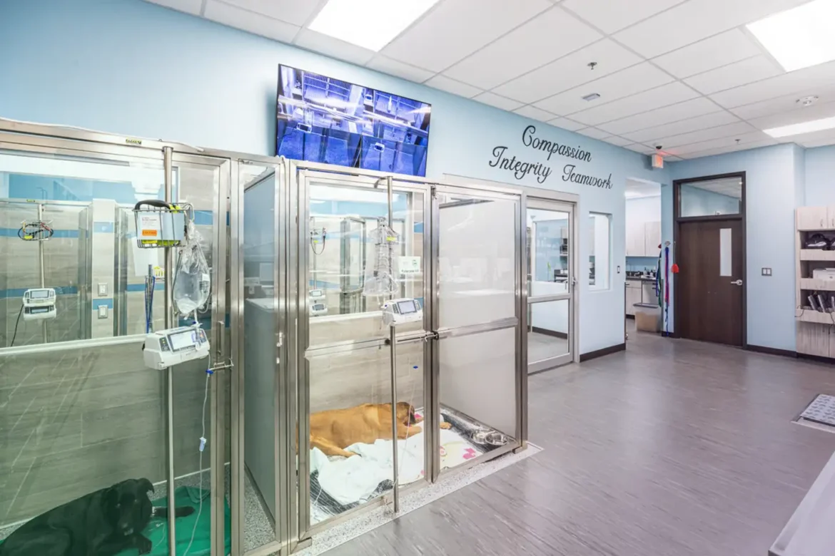 Inside the veterinarian care office of Live Oak® small business bank customer Frisco Emergency Pet Care, located in Frisco, TX