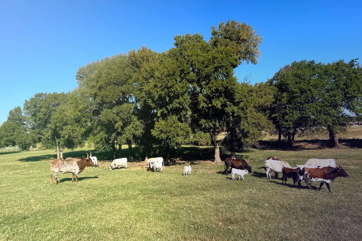 Cattle out to pasture on-site at Legacy Longhorn Ranch and RV resort a Live Oak® small business bank customer