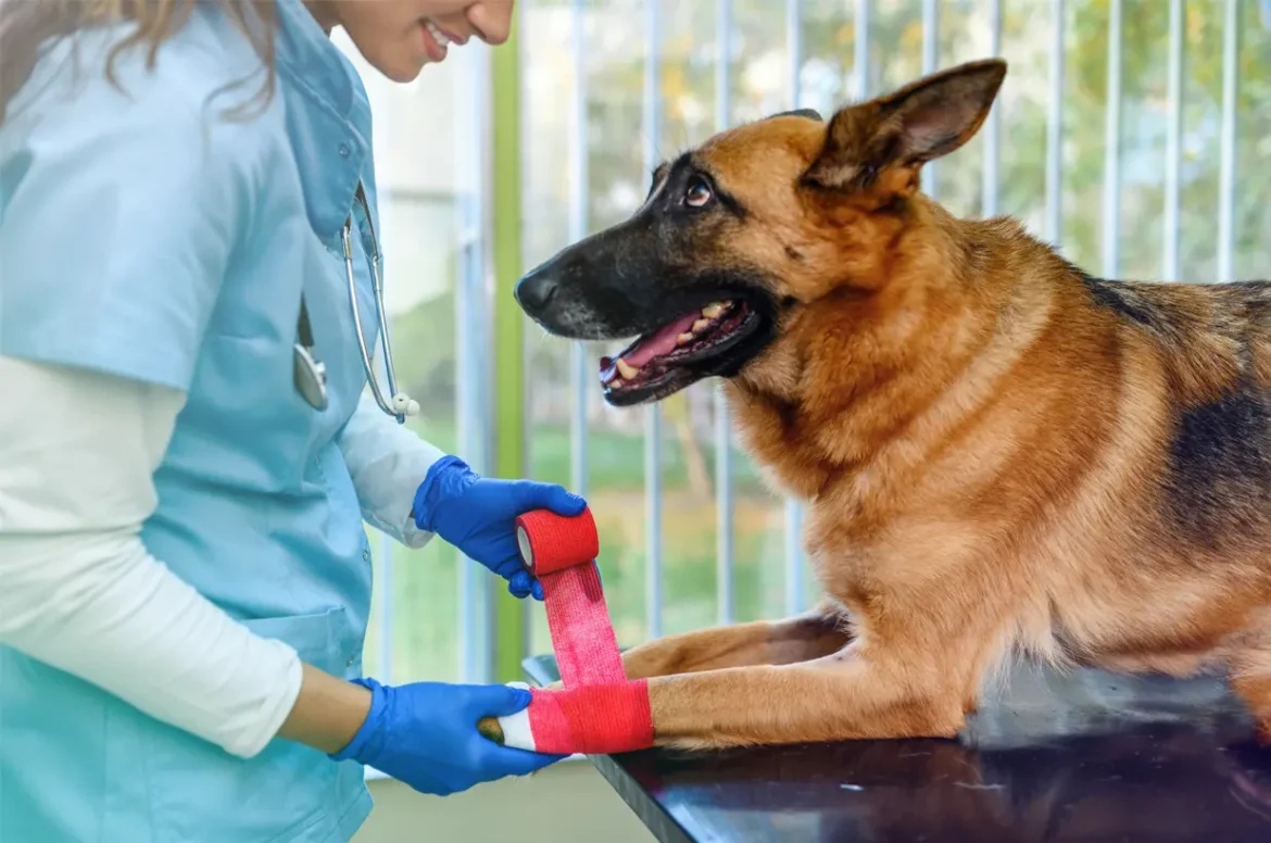A veterinarian wraps a red bandage around the front paw of a German Shepherd
