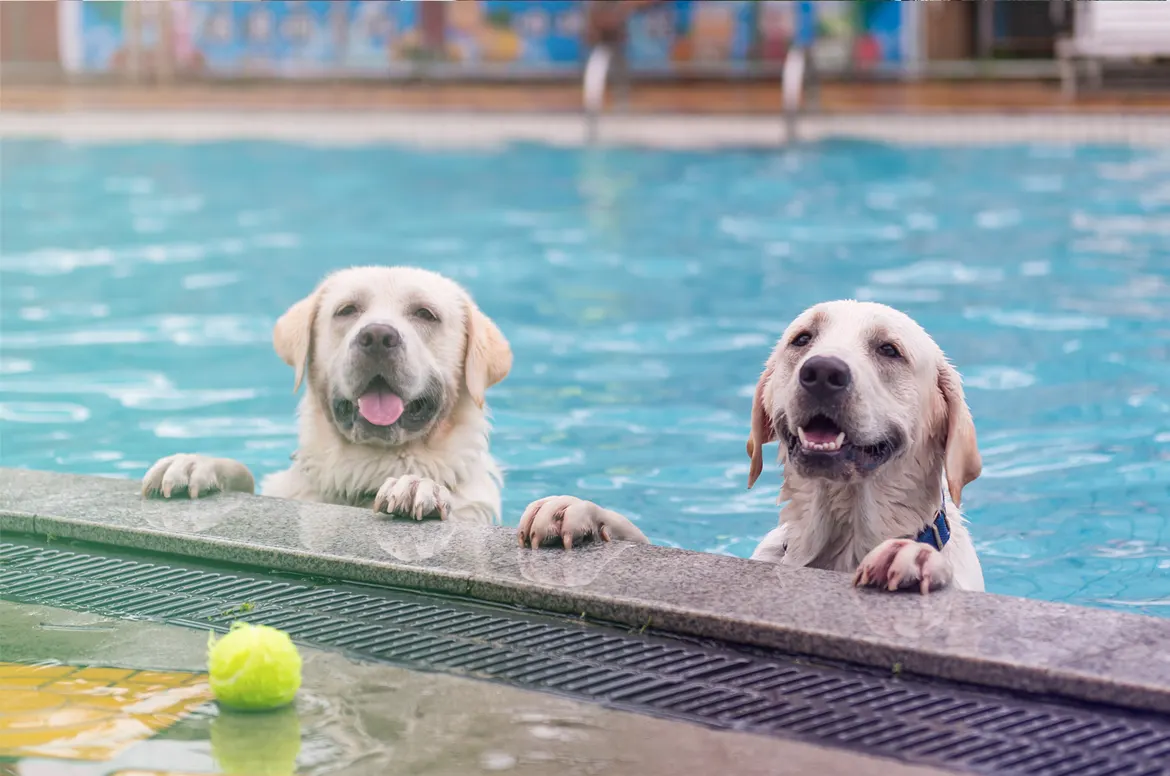 Two light colored Labrador retrievers in a swimming pool rest their front paws on the pool edge while looking toward a bright yellow tennis ball on the wet deck in the foreground